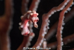Denise's pygmy seahorse (Hippocampus denise)
 by Oksana Maksymova 